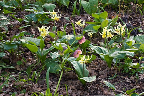 RHS_GARDEN___WISLEY__SURREY_SHADE_PLANTING__HELLEBORES_AND_DOGS_TOOTH_VIOLET__ERYTHRONIUM_EIRENE