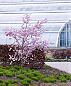 RHS GARDEN   WISLEY  SURREY: PRUNUS ACCOLADE IN FRONT OF THE GLASSHOUSE