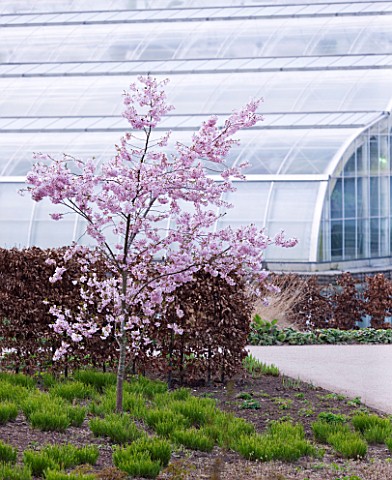 RHS_GARDEN___WISLEY__SURREY_PRUNUS_ACCOLADE_IN_FRONT_OF_THE_GLASSHOUSE
