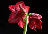 BRILLIANT DARK RED FLOWERS OF AMARYLLIS HIPPEASTRUM  BLACK PEARL