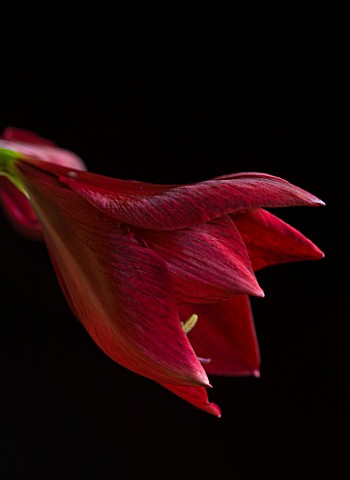 BRILLIANT_DARK_RED_FLOWERS_OF_AMARYLLIS_HIPPEASTRUM__BLACK_PEARL