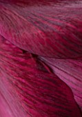 BRILLIANT DARK RED FLOWERS OF AMARYLLIS HIPPEASTRUM  BLACK PEARL