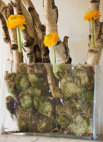 DESIGNER_KALLY_ELLIS__LONDON_SILVER_BIRCH_BRANCHES_SECURED_WITH_MOSS_IN_OBLONG_GLASS_VASE_AND_SINGLE