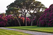 TREGOTHNAN  CORNWALL: STONE PINES - PINUS PINEA WITH RHODODENDRON RUSSELLIANUM BEHIND
