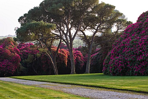 TREGOTHNAN__CORNWALL_STONE_PINES__PINUS_PINEA_WITH_RHODODENDRON_RUSSELLIANUM_BEHIND