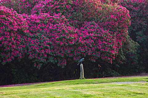 TREGOTHNAN__CORNWALL_EAGLE_SCULPTURE_WITH_RHODODENDRON_RUSSELLIANUM_BEHIND
