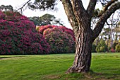 TREGOTHNAN  CORNWALL: STONE PINE - PINUS PINEA -  WITH RHODODENDRON RUSSELLIANUM BEHIND