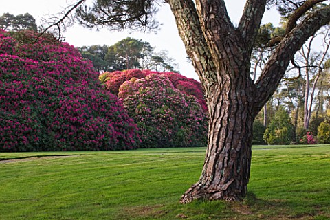 TREGOTHNAN__CORNWALL_STONE_PINE__PINUS_PINEA___WITH_RHODODENDRON_RUSSELLIANUM_BEHIND