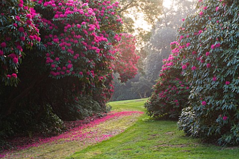 TREGOTHNAN__CORNWALL_PATH_SURROUNDED_BY_RHODODENDRON_RUSSELLIANUM