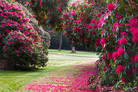 TREGOTHNAN__CORNWALL_PATH_SURROUNDED_BY_RHODODENDRON_RUSSELLIANUM