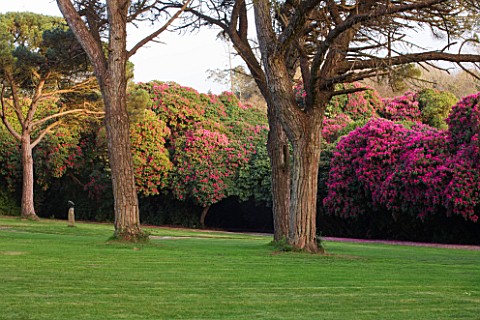 TREGOTHNAN__CORNWALL_STONE_PINES__PINUS_PINEA__WITH_RHODODENDRON_RUSSELLIANUM