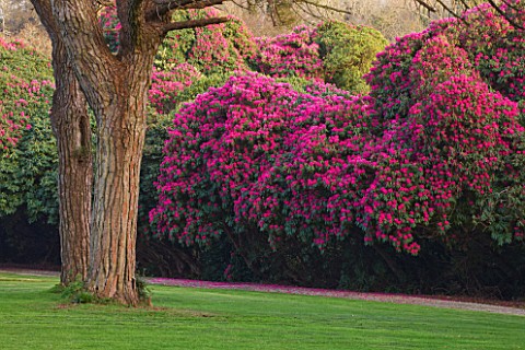 TREGOTHNAN__CORNWALL_STONE_PINES__PINUS_PINEA__WITH_RHODODENDRON_RUSSELLIANUM