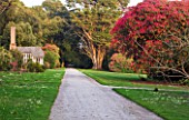 TREGOTHNAN  CORNWALL:  PATH BESIDE THE SUMMERHOUSE WITH RHODODENDRON CORNISH RED ON RIGHT
