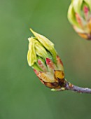 TREGOTHNAN  CORNWALL: EMERGING BUDS OF RHODODENDRON LUTEUM