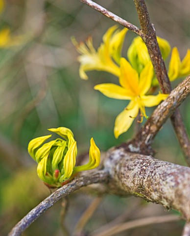 TREGOTHNAN__CORNWALL_EMERGING_BUDS_OF_RHODODENDRON_LUTEUM