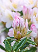 TREGOTHNAN  CORNWALL: EMERGING BUD OF RHODODENDRON SILVER SIXPENCE