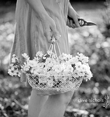 TREGOTHNAN__CORNWALL_BLACK_AND_WHITE_IMAGE_OF_GIRL_HOLDING_WHITE_BASKET_FILLED_WITH_BLOSSOM_OF_PRUNU