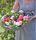 TREGOTHNAN  CORNWALL: GIRL HOLDING BASKET FILLED WITH CAMELLIA FLOWERS