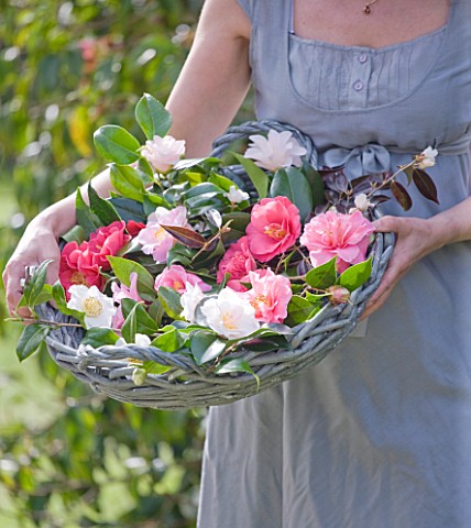 TREGOTHNAN__CORNWALL_GIRL_HOLDING_BASKET_FILLED_WITH_CAMELLIA_FLOWERS