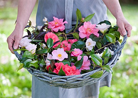 TREGOTHNAN__CORNWALL_GIRL_HOLDING_BASKET_FILLED_WITH_MIXED_HERITAGE_CAMELLIA_FLOWERS