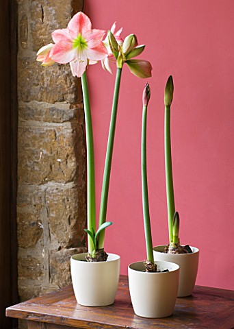 TERRACOTTA_CONTAINER_PLANTED_WITH_AMARYLLIS_HIPPEASTRUM_SAN_REMO