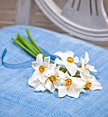 NARCISSUS ACTAEA  ON BLUE CHAIR - STYLING BY JACKY HOBBS