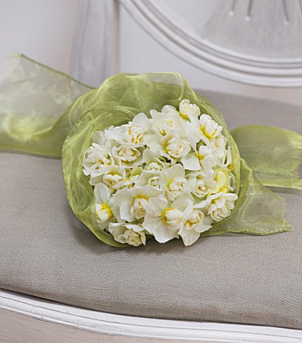 NARCISSUS_CHEERFULNESS_ON_GREY_CHAIR_WRAPPED_IN_GREEN_RIBBON__STYLING_BY_JACKY_HOBBS