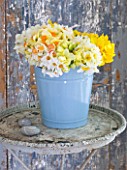 NARCISSUS IN A BLUE BUCKET ON TABLE - STYLING BY JACKY HOBBS