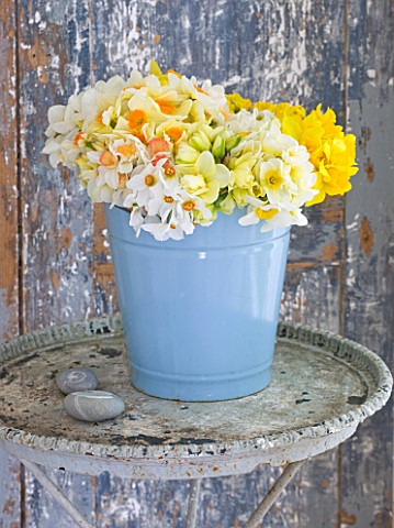 NARCISSUS_IN_A_BLUE_BUCKET_ON_TABLE__STYLING_BY_JACKY_HOBBS