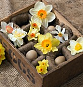 OLD WOODEN EGG BOX FILLED WITH NARCISSUS EDWARD BUXTON  ACTAEA  FOWEY  MATADOR  RED DEVON  CAMILLA  WHITE LION  GOLDEN DAWN - STYLING BY JACKY HOBBS