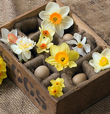 OLD_WOODEN_EGG_BOX_FILLED_WITH_NARCISSUS_EDWARD_BUXTON__ACTAEA__FOWEY__MATADOR__RED_DEVON__CAMILLA__