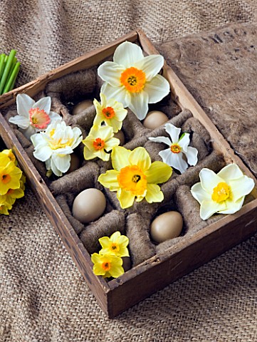 OLD_WOODEN_EGG_BOX_FILLED_WITH_NARCISSUS_EDWARD_BUXTON__ACTAEA__FOWEY__MATADOR__RED_DEVON__CAMILLA__