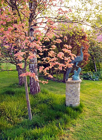CERNEY_HOUSE_GARDEN__GLOUCESTERSHIRE_A_PEACOCK_STAUE_WITH_ACER_BRILLIANTISSIMUM_AND_BEHIND__THE_PINK