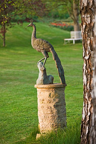 CERNEY_HOUSE_GARDEN__GLOUCESTERSHIRE_A_PEACOCK_STAUE_ON_THE_LAWN_IN_SPRING