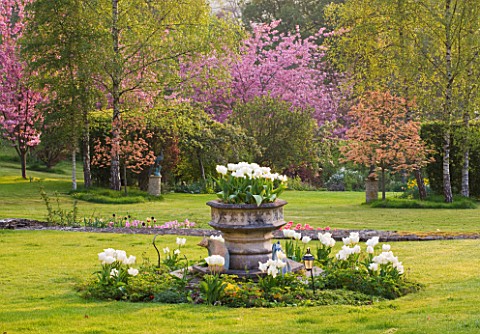 CERNEY_HOUSE_GARDEN__GLOUCESTERSHIRE_WHITE_TULIPS_ON_THE_LAWN_WITH_STONE_CONTAINER___ACER_BRILLIANTI