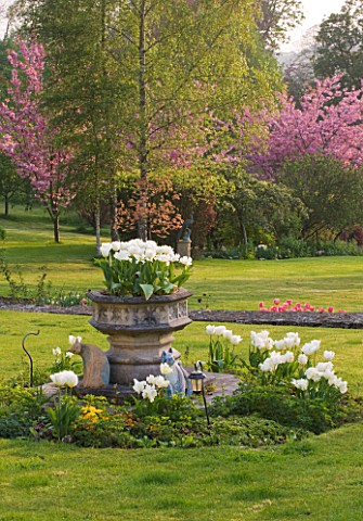CERNEY_HOUSE_GARDEN__GLOUCESTERSHIRE_WHITE_TULIPS_ON_THE_LAWN_WITH_STONE_CONTAINER___ACER_BRILLIANTI