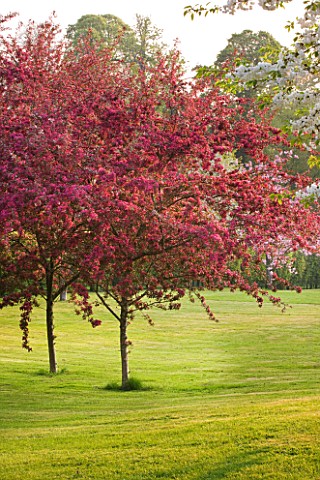 CERNEY_HOUSE_GARDEN__GLOUCESTERSHIRE_BURGUNDY_FLOWERED_MALUS_ON_THE_LAWN