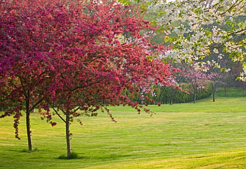 CERNEY_HOUSE_GARDEN__GLOUCESTERSHIRE_BURGUNDY_FLOWERED_MALUS_ON_THE_LAWN