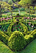 CERNEY HOUSE GARDEN  GLOUCESTERSHIRE: THE KNOT GARDEN IN THE WALLED GARDEN WITH BOX EDGED BEDS AND TULIPS. SPRING