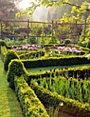 CERNEY HOUSE GARDEN  GLOUCESTERSHIRE: THE KNOT GARDEN IN THE WALLED GARDEN WITH BOX EDGED BEDS AND TULIPS. SPRING