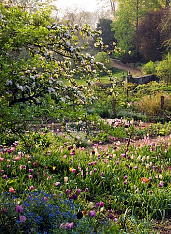 CERNEY_HOUSE_GARDEN__GLOUCESTERSHIRE_TULIPS_PLANTED_BELOW_AN_OLD_APPLE_TREE_IN_THE_WALLED_GARDEN
