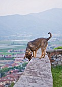 GARDEN OF PAOLO PEJRONE  ITALY: ONE OF PAOLO PEJRONES DOGS ON THE WALL OVERLOOKING REVELLO