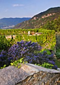 GARDEN OF PAOLO PEJRONE  ITALY: VIEW FROM THE TOP OF THE GARDEN TO THE MOUNTAINS BEYOND WITH CEANOTHUS IN THE FOREGROUND