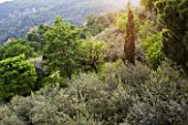 GARDEN OF PAOLO PEJRONE  ITALY: VIEW FROM THE TOP OF THE GARDEN WITH OLIVE TREES