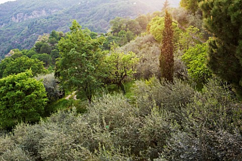 GARDEN_OF_PAOLO_PEJRONE__ITALY_VIEW_FROM_THE_TOP_OF_THE_GARDEN_WITH_OLIVE_TREES