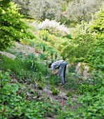 GARDEN OF PAOLO PEJRONE  ITALY: ONE OF THE GARDENERS AT WORK ON THE HILLSIDE