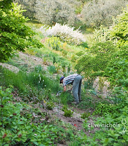 GARDEN_OF_PAOLO_PEJRONE__ITALY_ONE_OF_THE_GARDENERS_AT_WORK_ON_THE_HILLSIDE