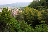 GARDEN OF PAOLO PEJRONE  ITALY: BAMBOO - PHYLOSTACHYS EDULIS IN THE VALLEY WITH THE TOWN OF REVELLO BEHIND