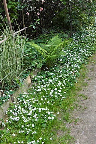 GARDEN_OF_PAOLO_PEJRONE__ITALY_A_FERN_AND_WHITE_VIOLETS_BESIDE_A_PATH