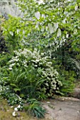 GARDEN OF PAOLO PEJRONE  ITALY: WHITE PLANTING OF  DEUTZIA GRACILIS AND DAVIDIA INVOLUCRATA (HANDKERCHIEF TREE  DOVE TREE  GHOST TREE)